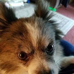 Meet your Posher, Ronnie